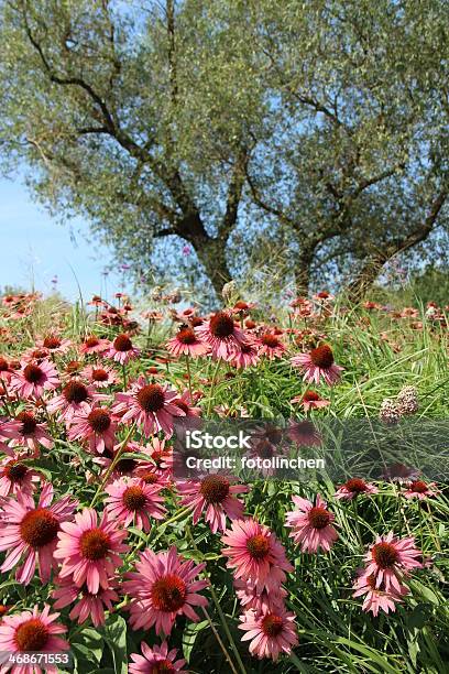 Echinacea Purpurea Blüten Stockfoto und mehr Bilder von Alternative Medizin - Alternative Medizin, Blume, Blüte