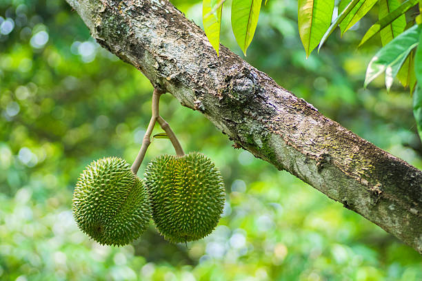Durian 'queen of fruit stock photo
