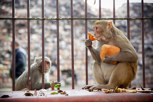 In old part of Delhi you have groups of monkeys on the street.