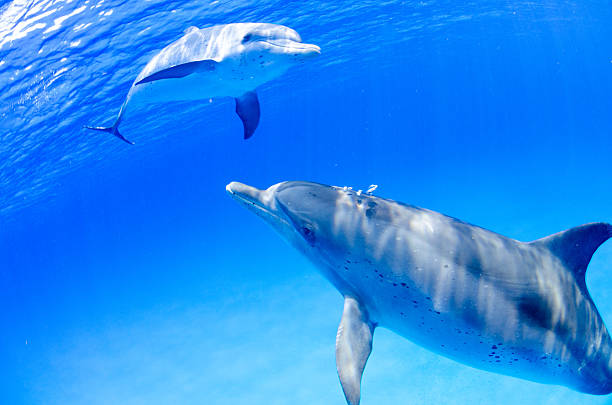Atlantic Spotted Dolphin stock photo