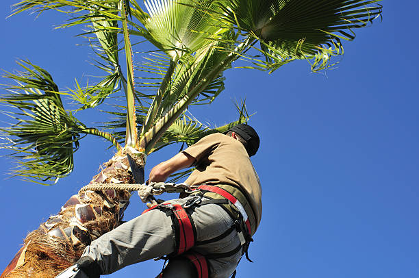 recorte palm tree paisajista - cortar fotografías e imágenes de stock