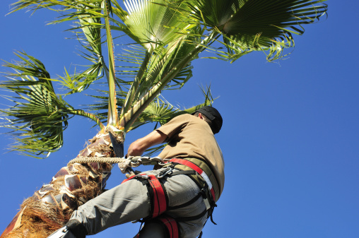 A tree surgeon wearing a harness uses a corvellot to prune a palm tree.