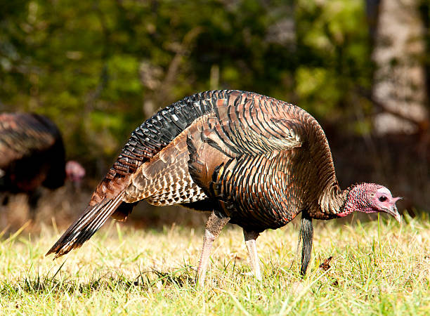 istock Large male wild turkey feeding in short grass. 468676226