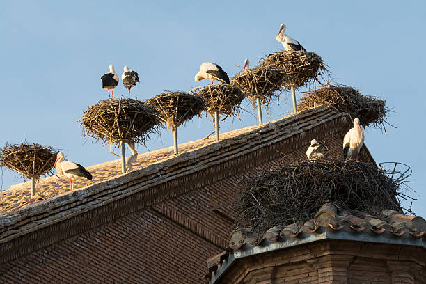 Storks in San Miguel Collegiate Church, Alfaro (Spain)
