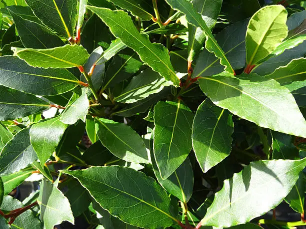 Close-up photo showing the glossy evergreen leaves of a bay tree, which is regularly clipped / trimmed and growing in the garden.  Bay trees are a popular compact species of laurel, with glossy leaves and small shoots that respond well to pruning.  Of note, the Latin name for bay is: laurus nobilis.