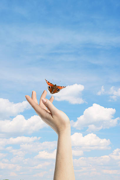istock The Butterfly in your hands 468679508