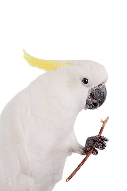 istock Sulphur-crested Cockatoo on white 468679584