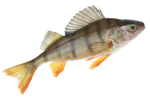 istock Small lake form of European perch (Perca fluviatilis) 468680504