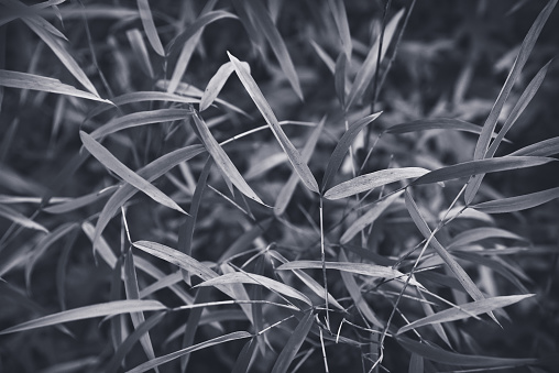 Natural wild grasses, in the winter woods, finished in a monochrome tone, for textures and background. 