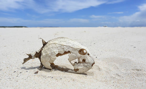 istock Fish skeleton with preserved scales 468684128