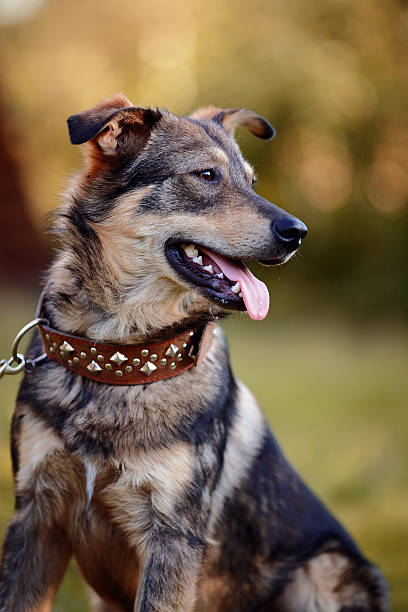istock Portrait of a not purebred dog. 468685000