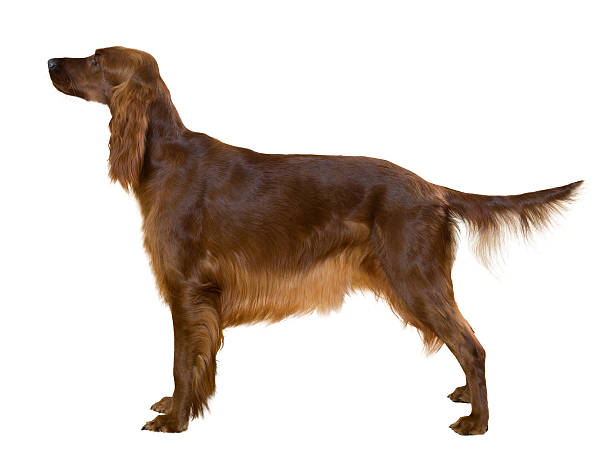 측면 보기 입석 female 레드 아일랜드 사냥개 - irish setter 뉴스 사진 이미지