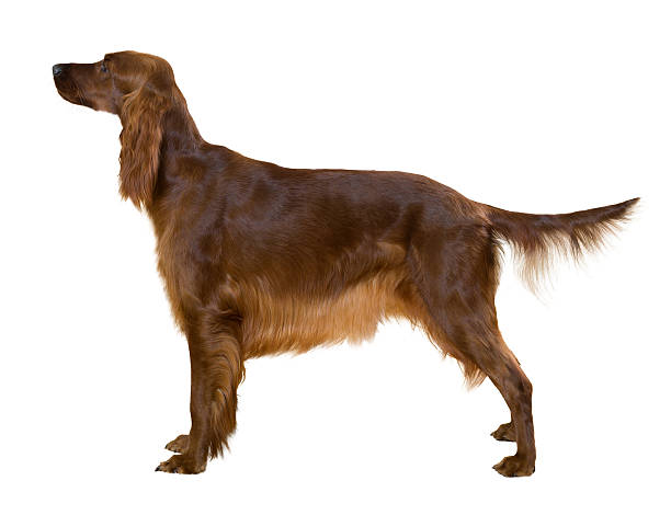 Side view of Standing female red irish Setter Side view of Standing female red irish Setter, isolated on white irish setter stock pictures, royalty-free photos & images
