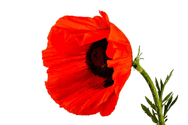 istock beautiful wild-growing red poppy 468686360