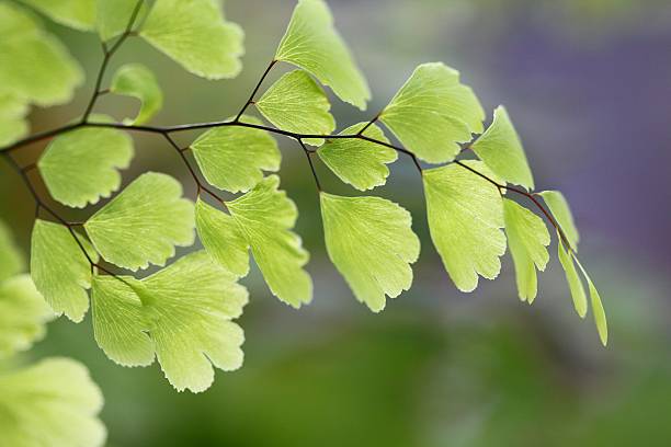 istock young Maiden Hair Fern 468686430