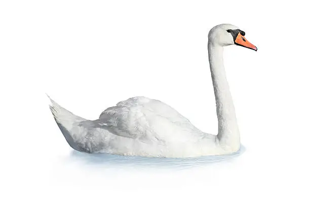 White  swan  on a white background