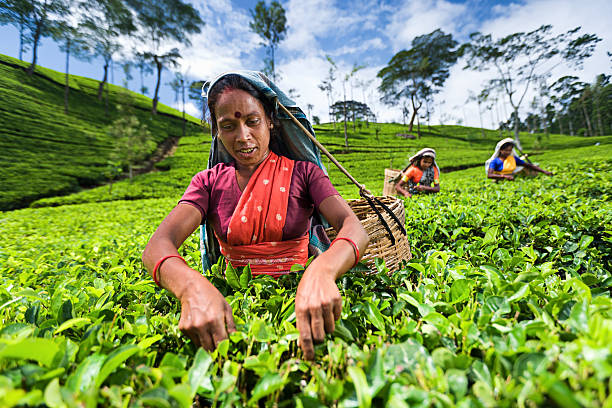 istock Tamil pickers collecting tea leaves on plantation 468686948