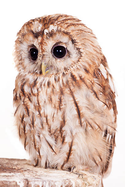 istock Tawny or Brown Owl isolated on white 468687014