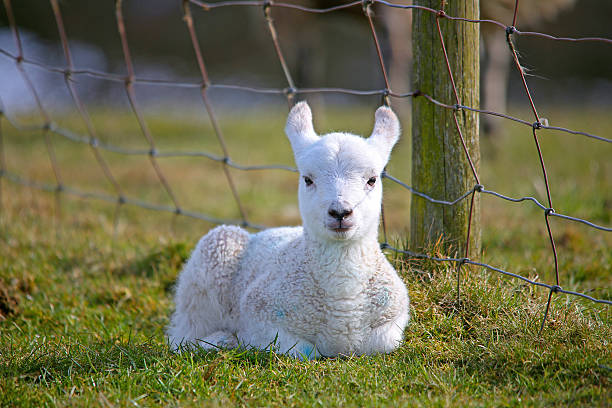 Lamb stock photo