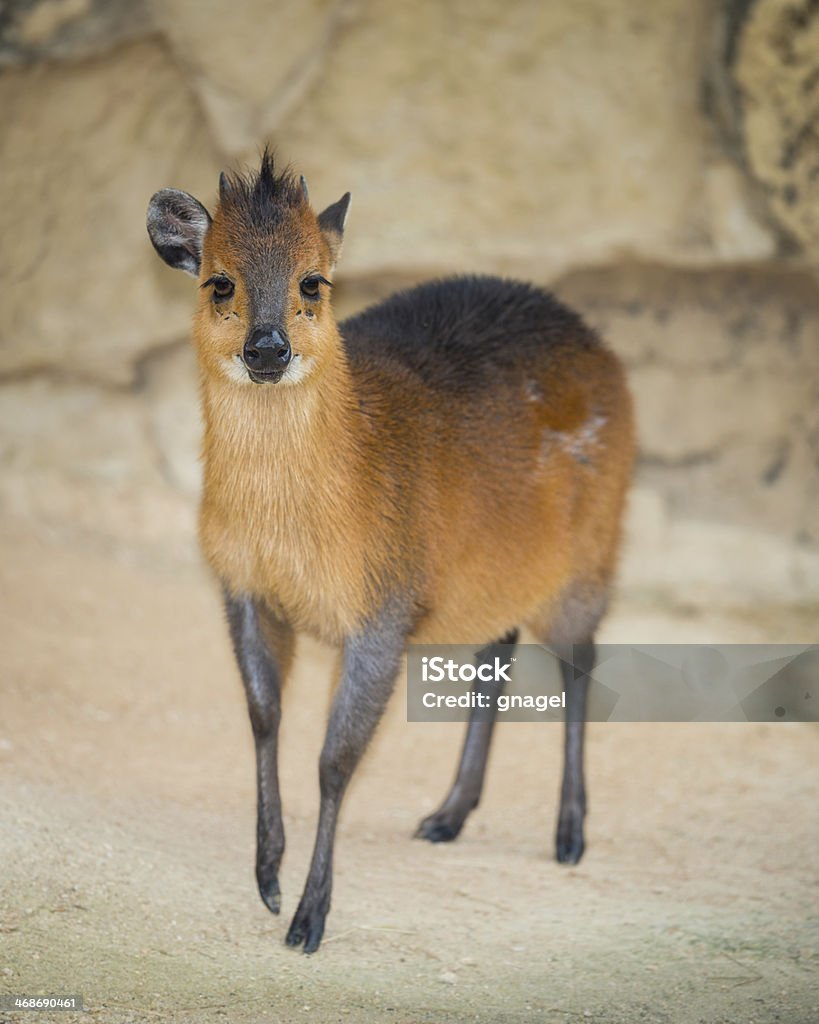 Red-Flanked Duiker Red-Flanked Duiker (Cephalophus rufilatus) standing and looking Duiker Stock Photo