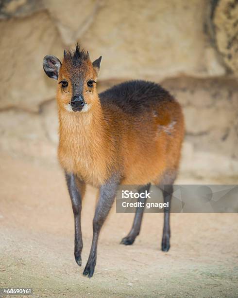Redflanked Duiker Stock Photo - Download Image Now - Duiker, Red, Animal