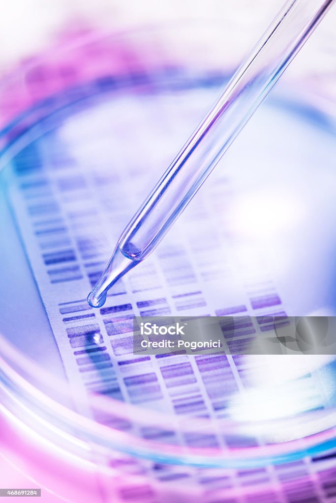 Genetic research DNA sample being pipetted into petri dish with DNA gel in background DNA Stock Photo