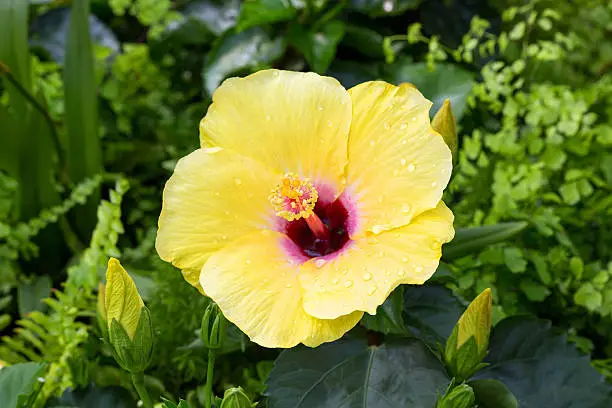 Photo of Yellow hibiscus