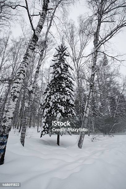 Magical Winter Forest Stock Photo - Download Image Now - 2015, Backgrounds, Blue