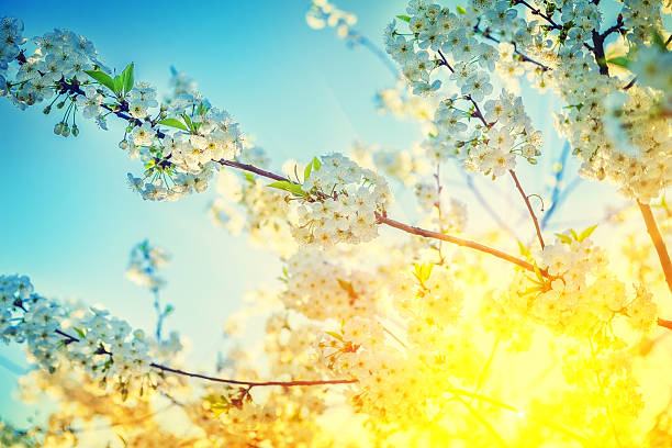 istock flovers of cherry instagram stile 468692054