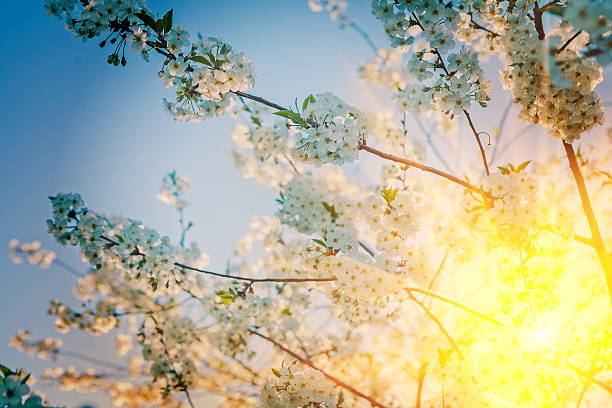 istock sunrise sun translucent through blossoming branches of cherrytre 468692756