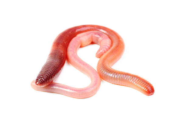 istock two animal earth worm isolated on white background 468695700