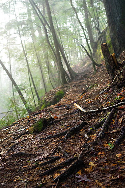 path with roots of trees in forest - park Monrepo