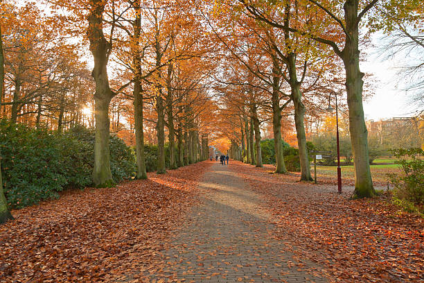 istock Lane in autumn forest. 468696881