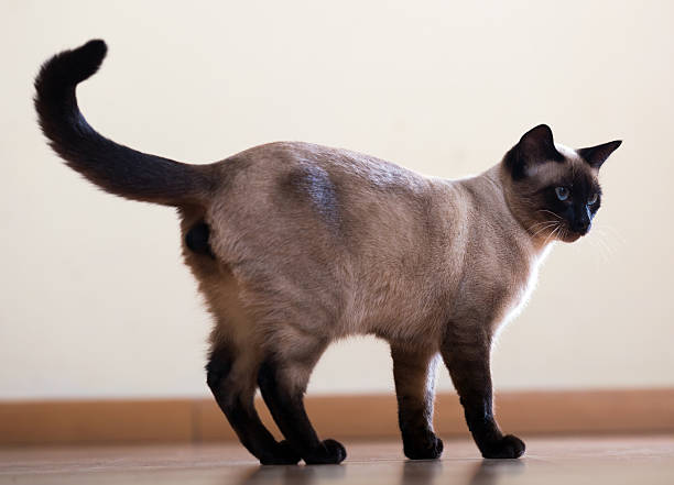 istock full length shot of  siamese cat 468697010