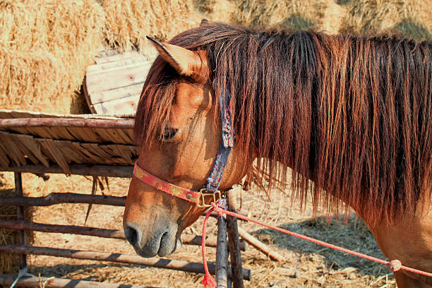 istock Horse in the stables. 468697536