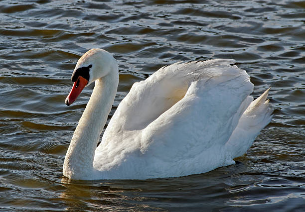 istock Swan on the water. 468698463