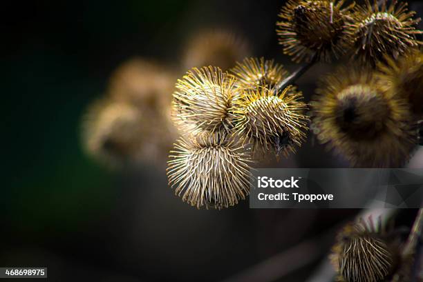 Wild Burdock - Fotografias de stock e mais imagens de Dourado - Cores - Dourado - Cores, Erva, Flora