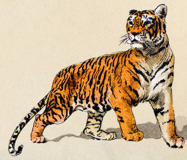 Tiger, mammals animals antique illustration Tiger, mammals animals antique illustration tiger illustrations stock illustrations