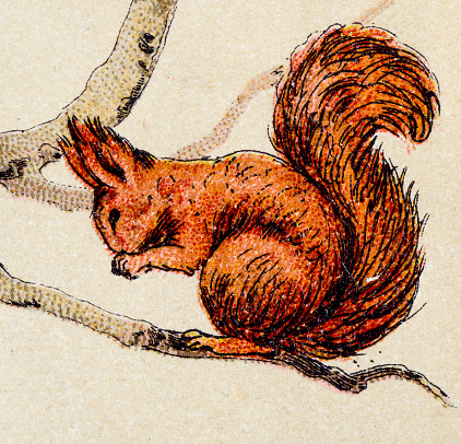 Squirrel, mammals animals antique illustration