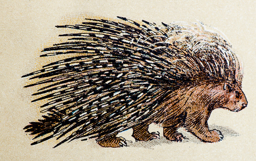 Crested porcupine, mammals animals antique illustration