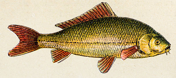 Common carp, fish animals antique illustration Common carp, fish animals antique illustration carp stock illustrations