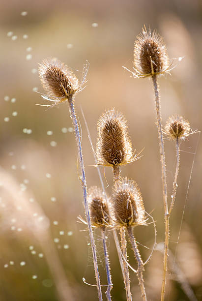 Dry thistle in swamp, Llobregat river natural park.