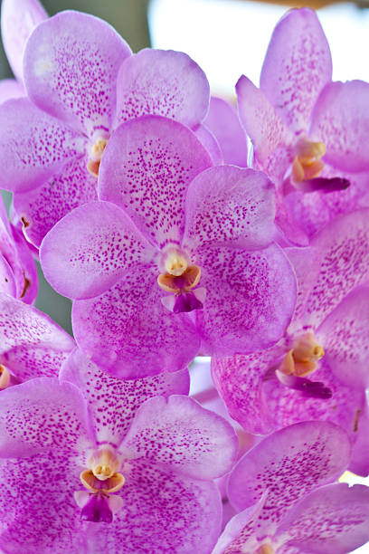 istock beautiful purple orchid 468703205