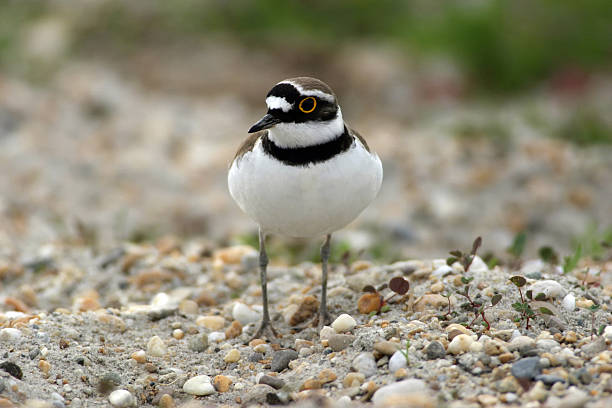 istock Flussregenpfeifer,  Charadrius dubius, Little Ringed Plover 468703717