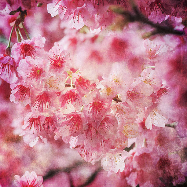 spring blossom background - morgan rose стоковые фото и изображения