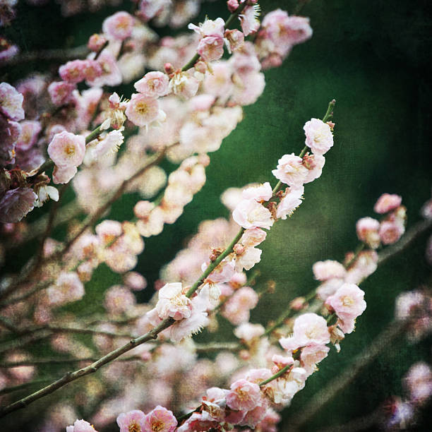spring blossom background - morgan rose стоковые фото и изображения