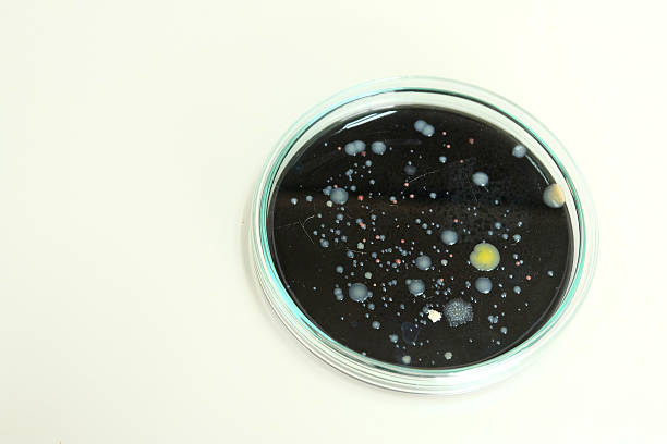 istock Colorful fluid in petridish for laboratory use 468704780