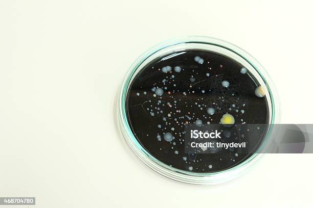 Colorful Fluid In Petridish For Laboratory Use Stock Photo - Download Image Now - Antibiotic, 2015, Bacterium