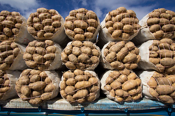 Sacks of potatoes stock photo