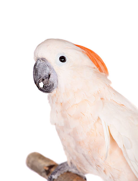 istock The salmon-crested cockatoo on white 468705060